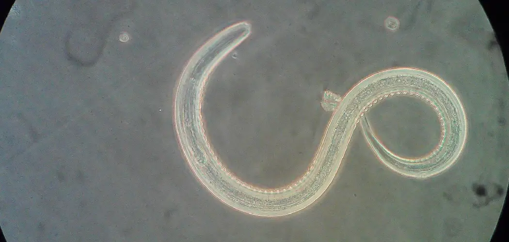 Hookworm Spiritual Meaning, Symbolism, and Totem