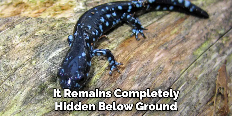 It Remains Completely
Hidden Below Ground