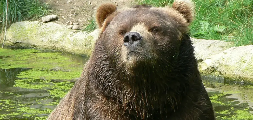 Kodiak Bear Spiritual Meaning, Symbolism and Totem