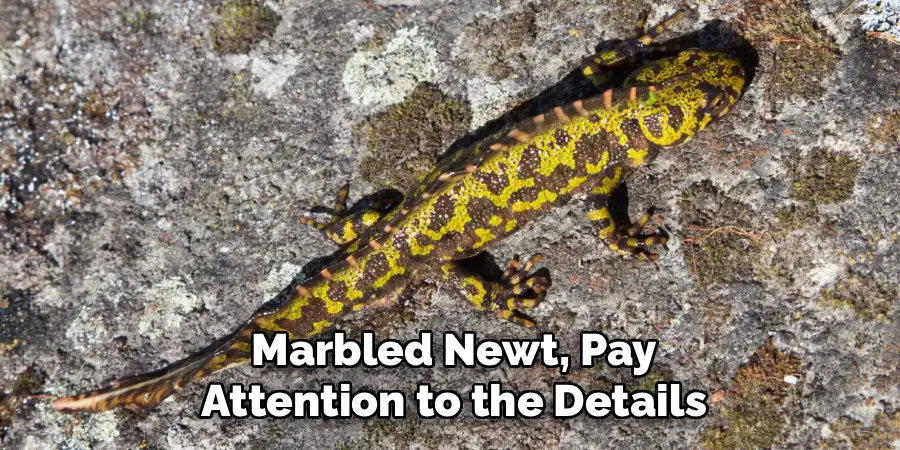Marbled Newt, Pay Attention to the Details