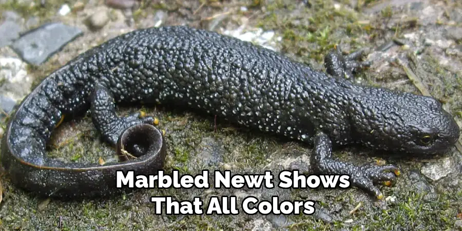 Marbled Newt Shows 
That All Colors