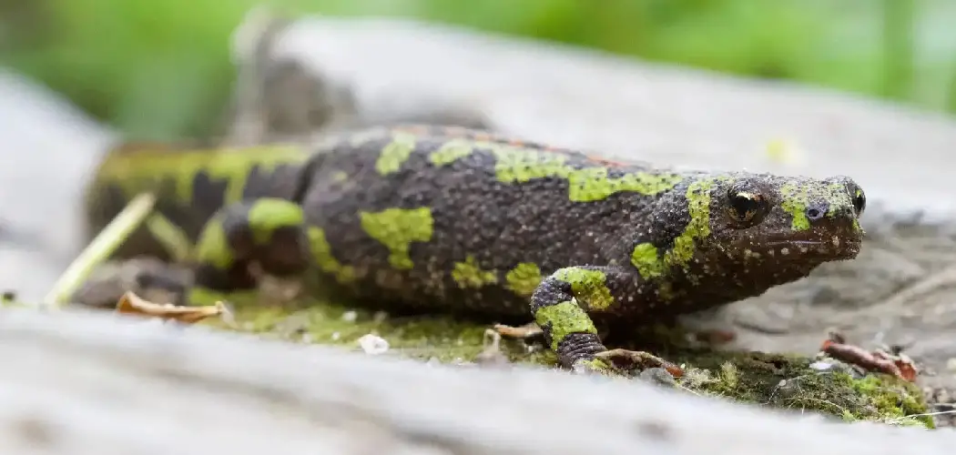 Marbled Newt Spiritual Meaning