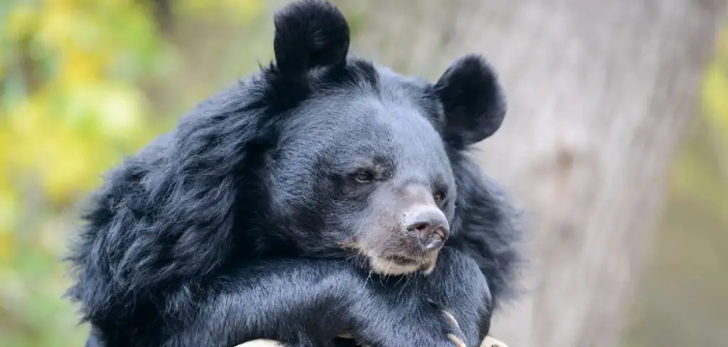 Moon Bear Spiritual Meaning, Symbolism and Totem