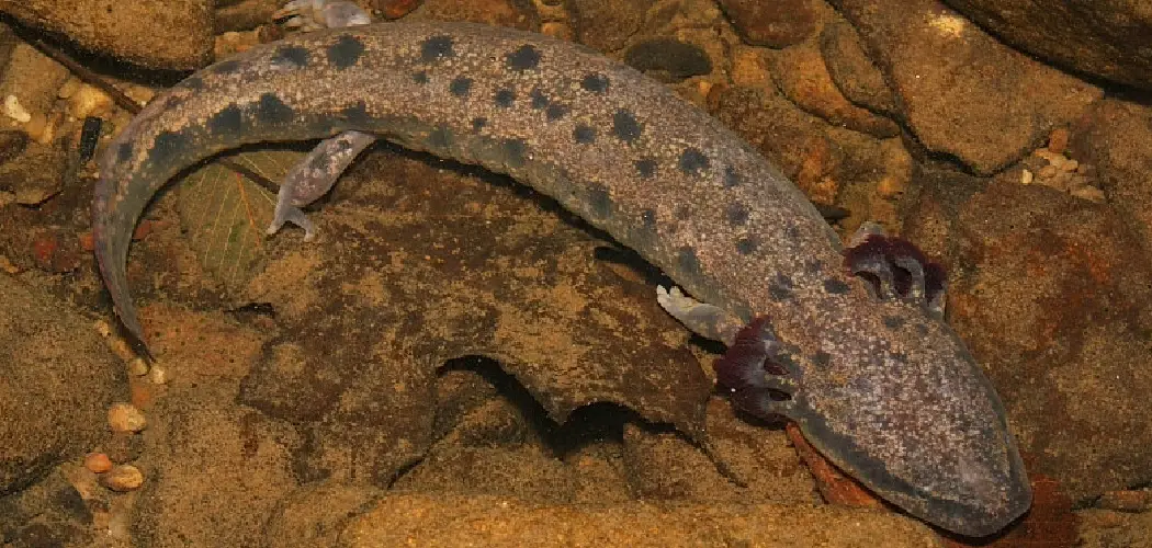 Mudpuppy Spiritual Meaning, Symbolism and Totem