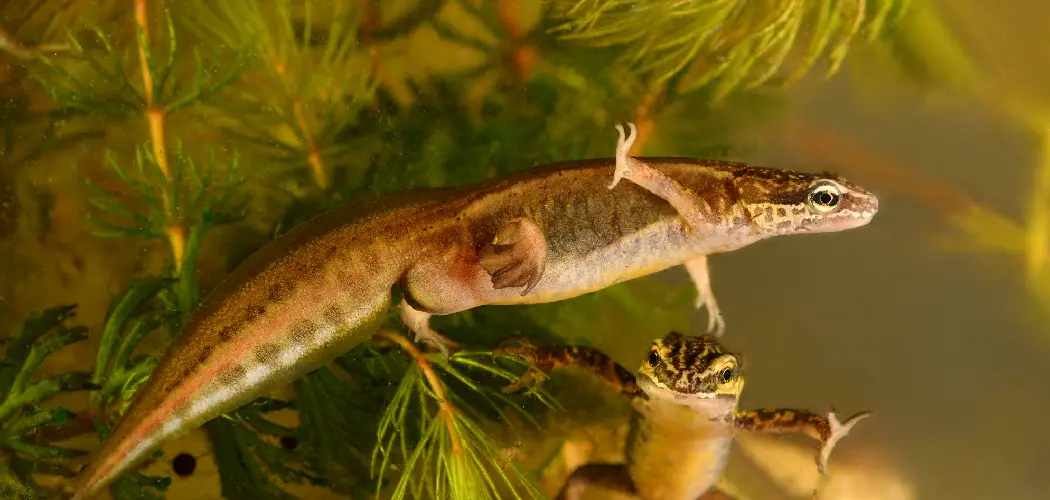 Palmate Newt Spiritual Meaning, Symbolism and Totem
