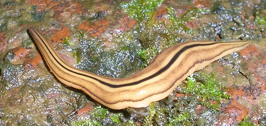 Planaria Spiritual Meaning, Symbolism and Totem