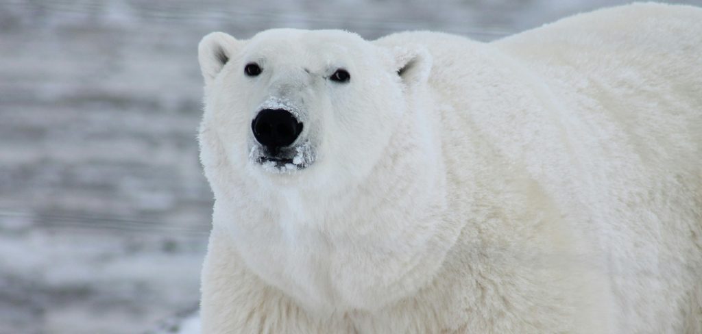 Polar Bear Spiritual Meaning, Symbolism and Totem