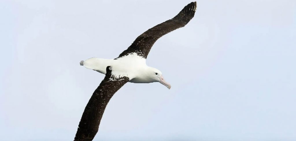 Royal Albatross Spiritual Meaning, Symbolism and Totem