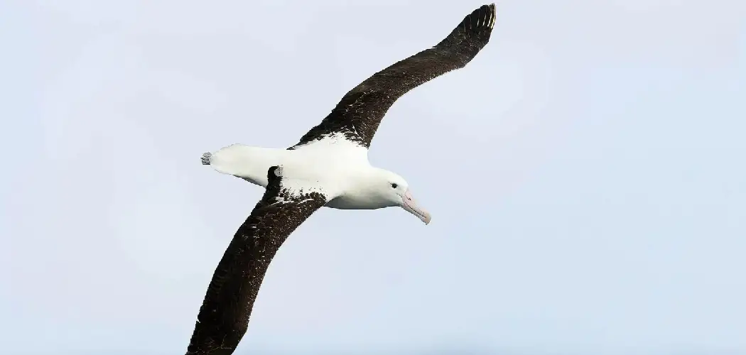 Royal Albatross Spiritual Meaning, Symbolism and Totem