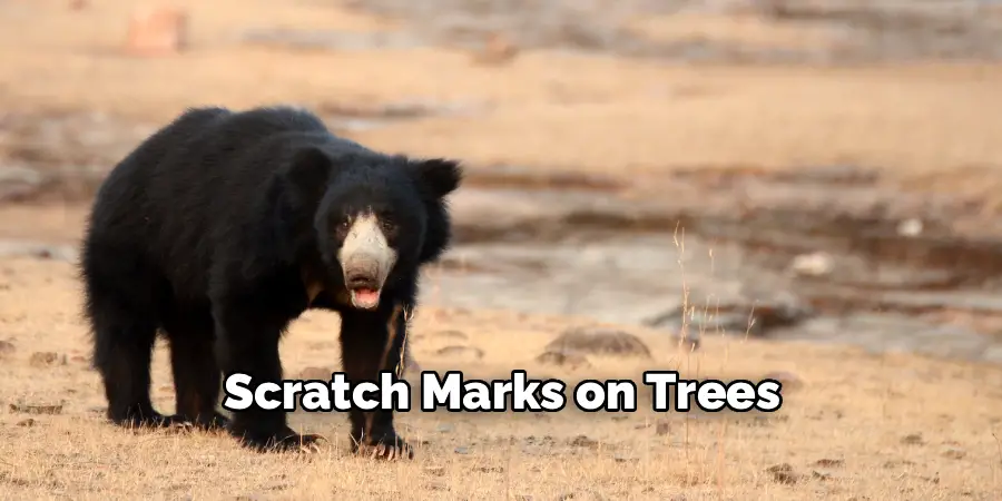 Scratch Marks on Trees