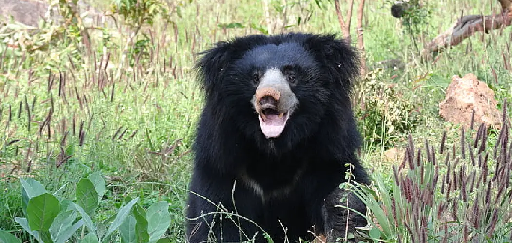 Sloth Bear Spiritual Meaning, Symbolism and Totem