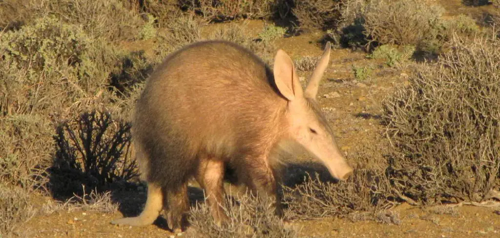 Southern Aardvark Spiritual Meaning, Symbolism and Totem