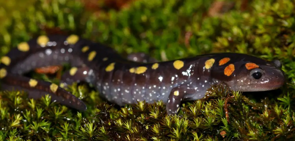 Spotted Salamander Spiritual Meaning
