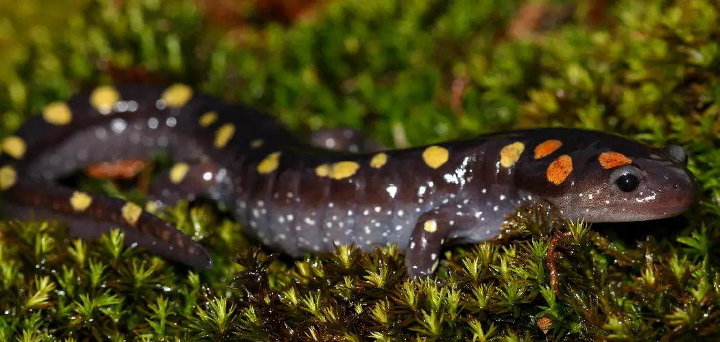 Spotted Salamander Spiritual Meaning