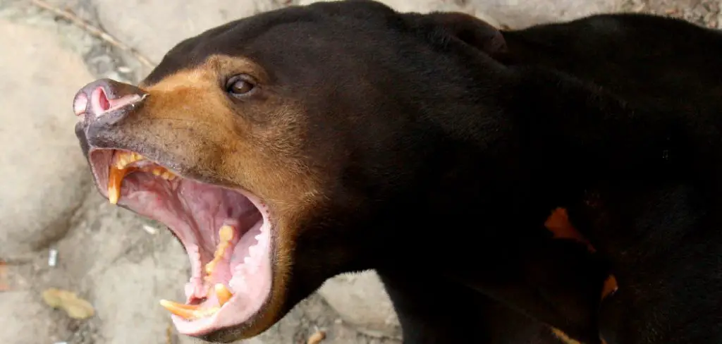Sun Bear Spiritual Meaning, Symbolism and Totem