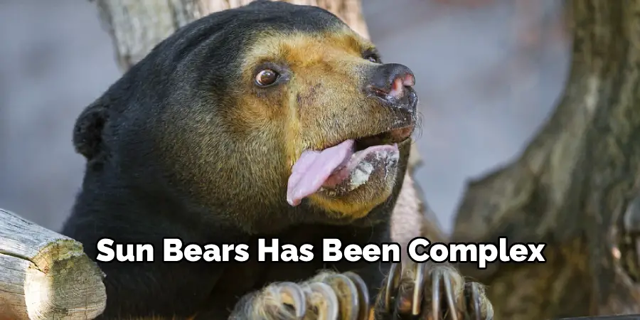 Sun Bears Has Been Complex