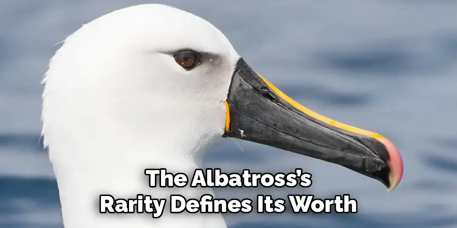 The Albatross’s
Rarity Defines Its Worth