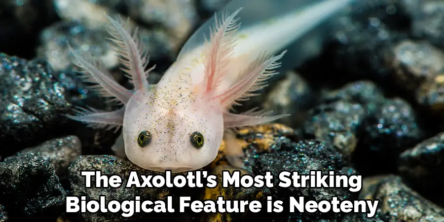 The Axolotl’s Most Striking
Biological Feature is Neoteny