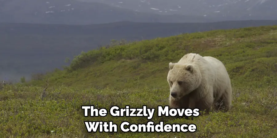 The Grizzly Moves
With Confidence