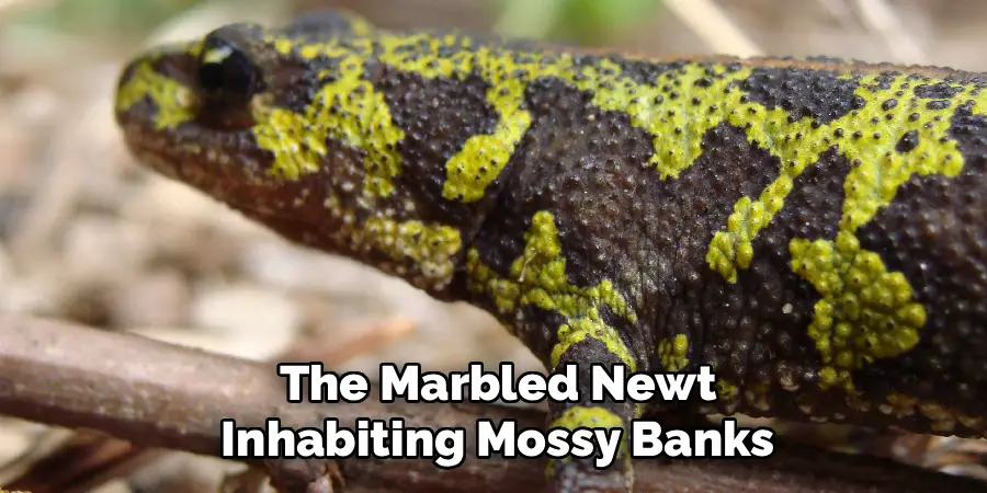 The Marbled Newt
Inhabiting Mossy Banks 