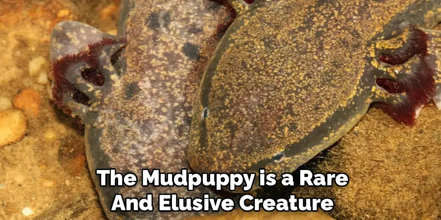 The Mudpuppy is a Rare
And Elusive Creature