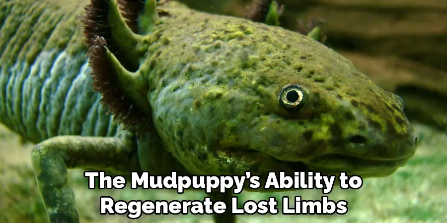 The Mudpuppy’s Ability to
Regenerate Lost Limbs