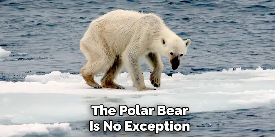 The Polar Bear
Is No Exception