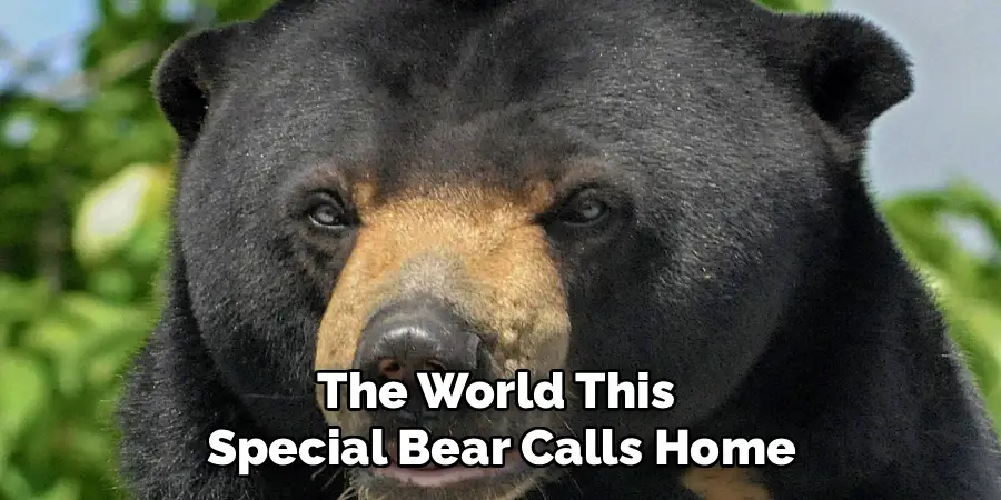 The World This 
Special Bear Calls Home