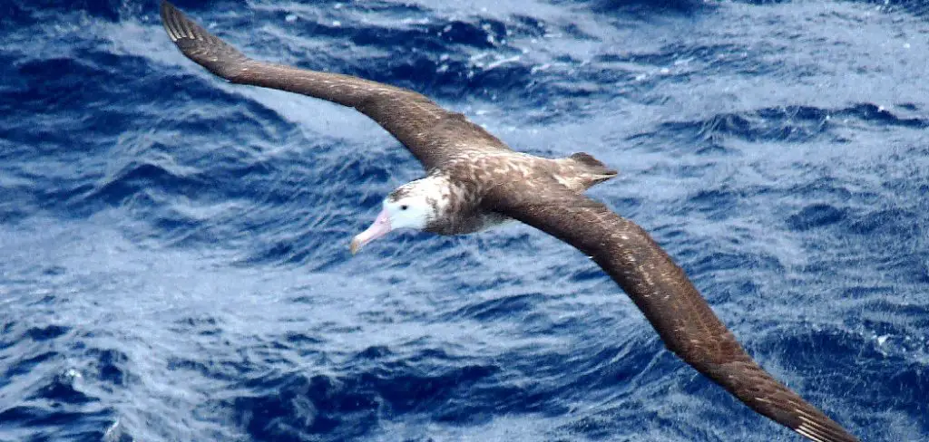Tristan Albatross Spiritual Meaning, Symbolism and Totem