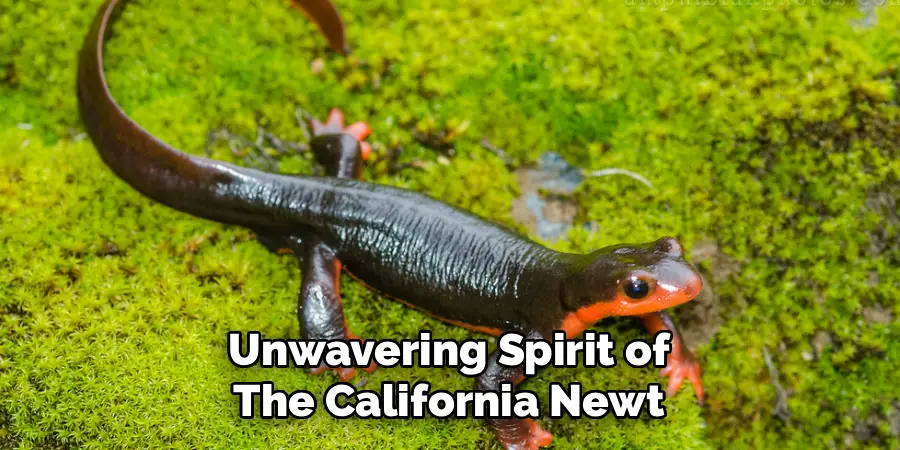 Unwavering Spirit of
The California Newt