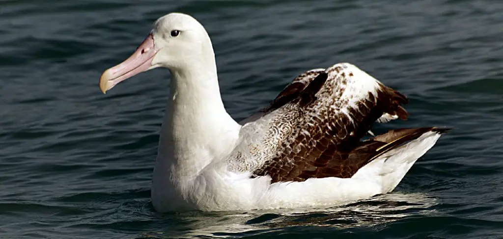 Wandering Albatross Spiritual Meaning, Symbolism and Totem