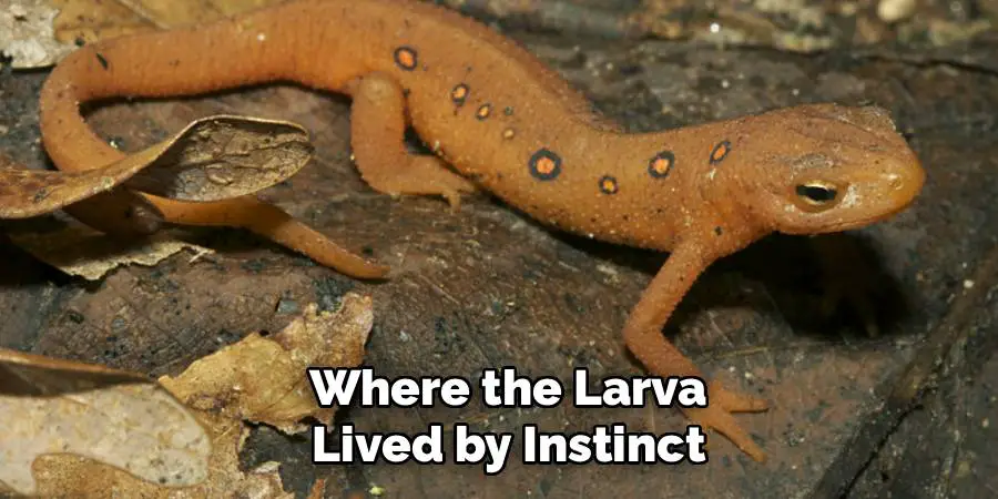 Where the Larva
 Lived by Instinct