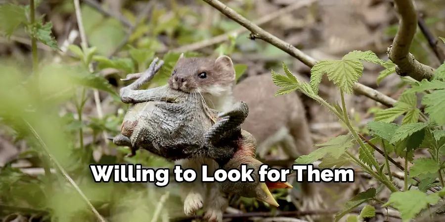 Willing to Look for Them