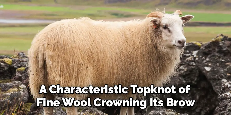 A Characteristic Topknot of 
Fine Wool Crowning Its Brow