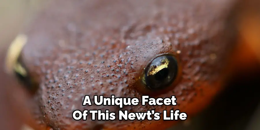 A Unique Facet Of This Newt’s Life