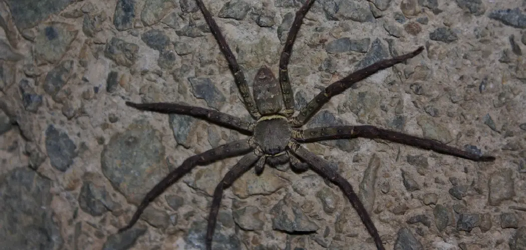 Brown Huntsman Spiritual Meaning, Symbolism and Totem