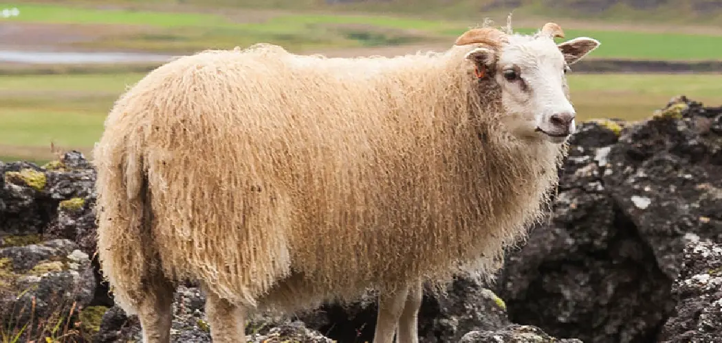 Cormon Sheep Spiritual Meaning, Symbolism and Totem