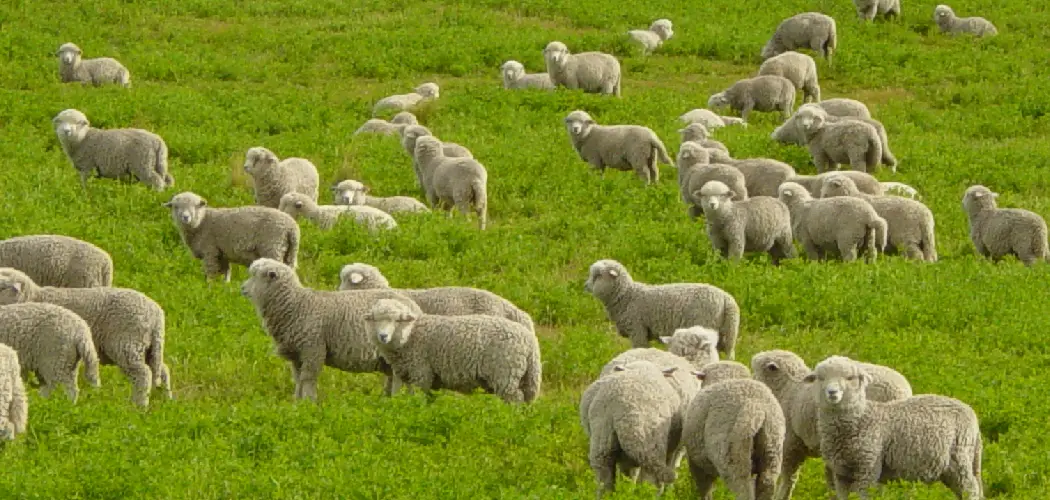 Corriedale Spiritual Meaning, Symbolism and Totem