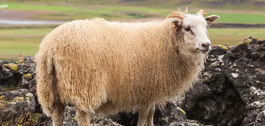 Debouillet Spiritual Meaning, Symbolism and Totem