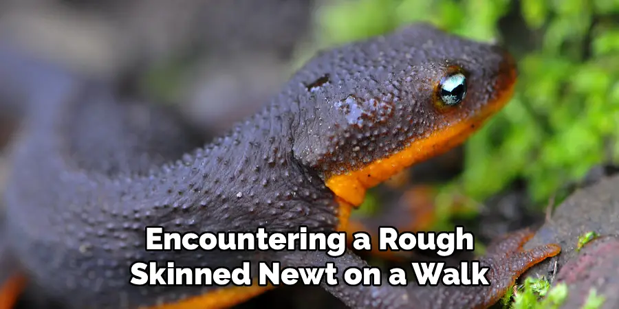 Encountering a Rough
Skinned Newt on a Walk