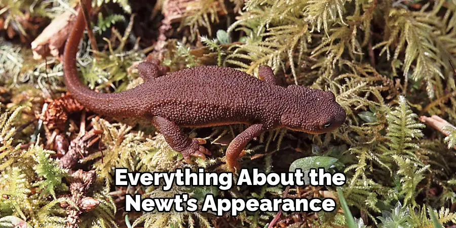 Everything About the
Newt’s Appearance