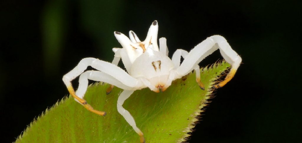 Flower Crab Spider Spiritual Meaning, Symbolism and Totem