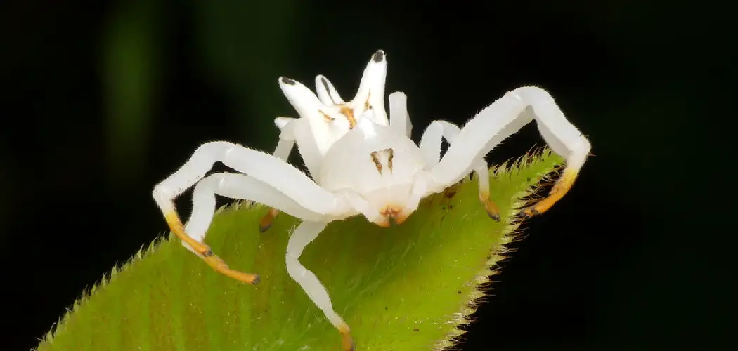 Flower Crab Spider Spiritual Meaning, Symbolism and Totem