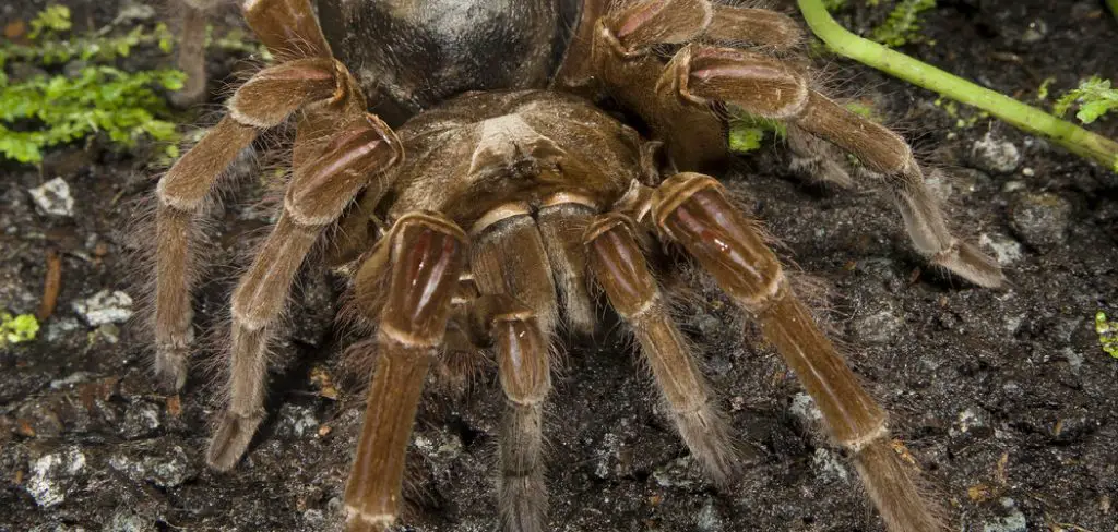 Goliath Birdeater Spider Spiritual Meaning, Symbolism and Totem