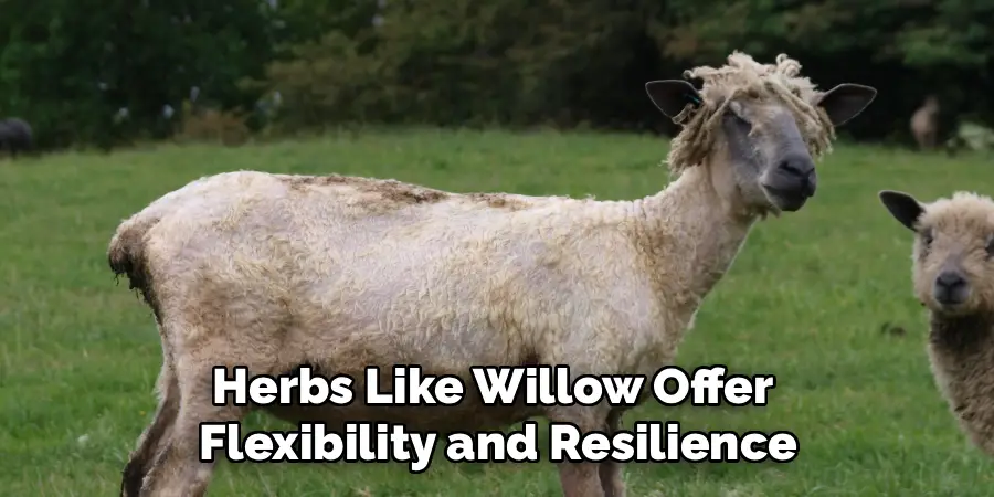 Herbs Like Willow Offer 
Flexibility and Resilience