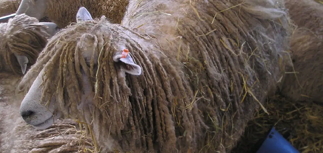 Leicester Longwool Spiritual Meaning, Symbolism and Totem