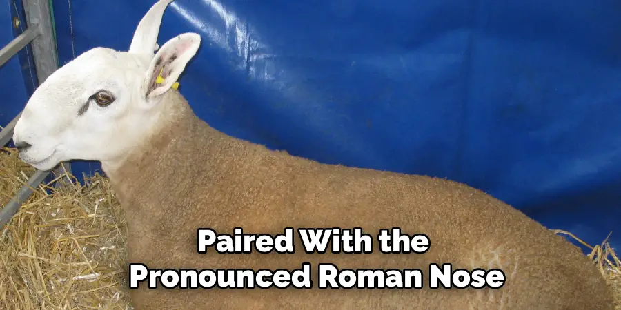 Paired With the
Pronounced Roman Nose