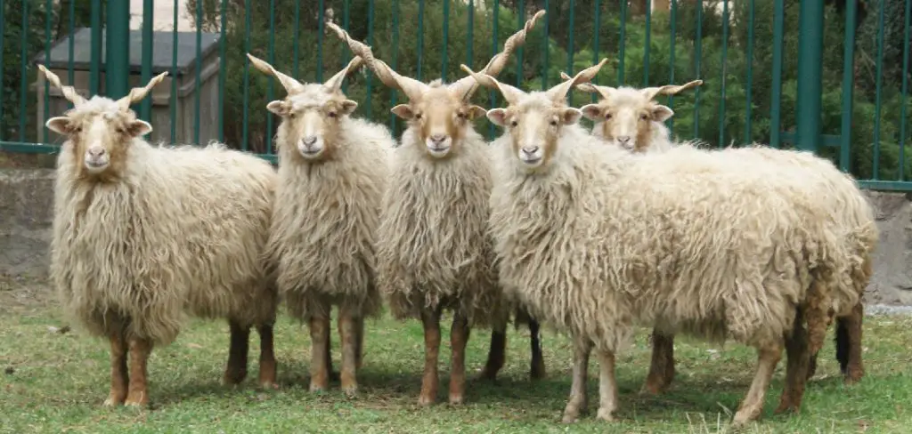 Racka Sheep Spiritual Meaning, Symbolism and Totem