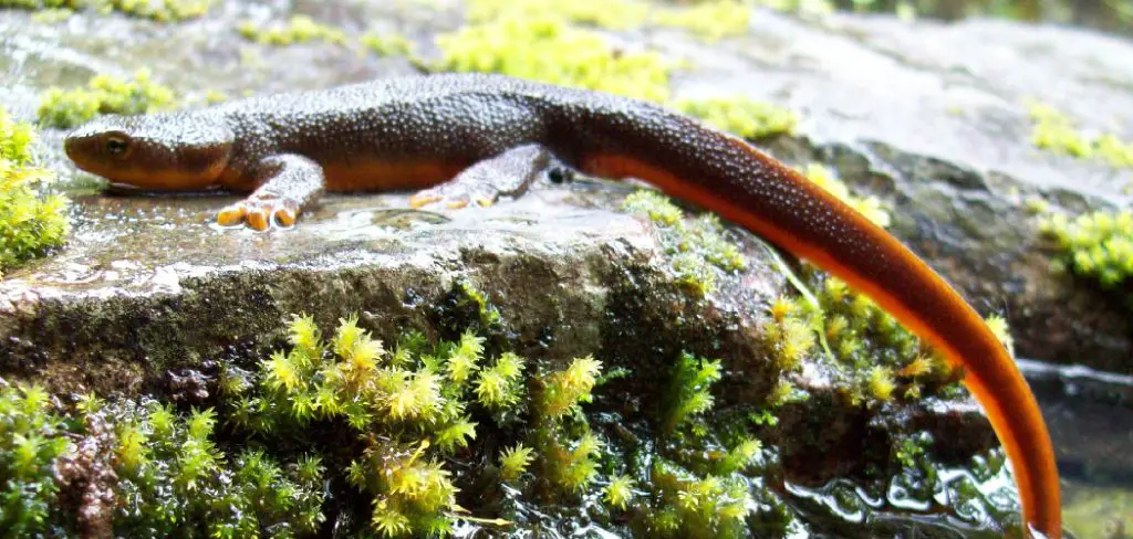 Rough Skinned Newt Spiritual Meaning