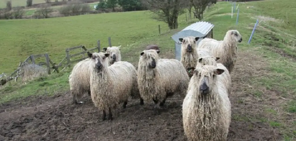 Teeswater Spiritual Meaning, Symbolism and Totem